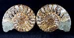Cleoniceras (Grycia) besairiei COLLIGNON 1949 - Bild © FossNet FossilienStore